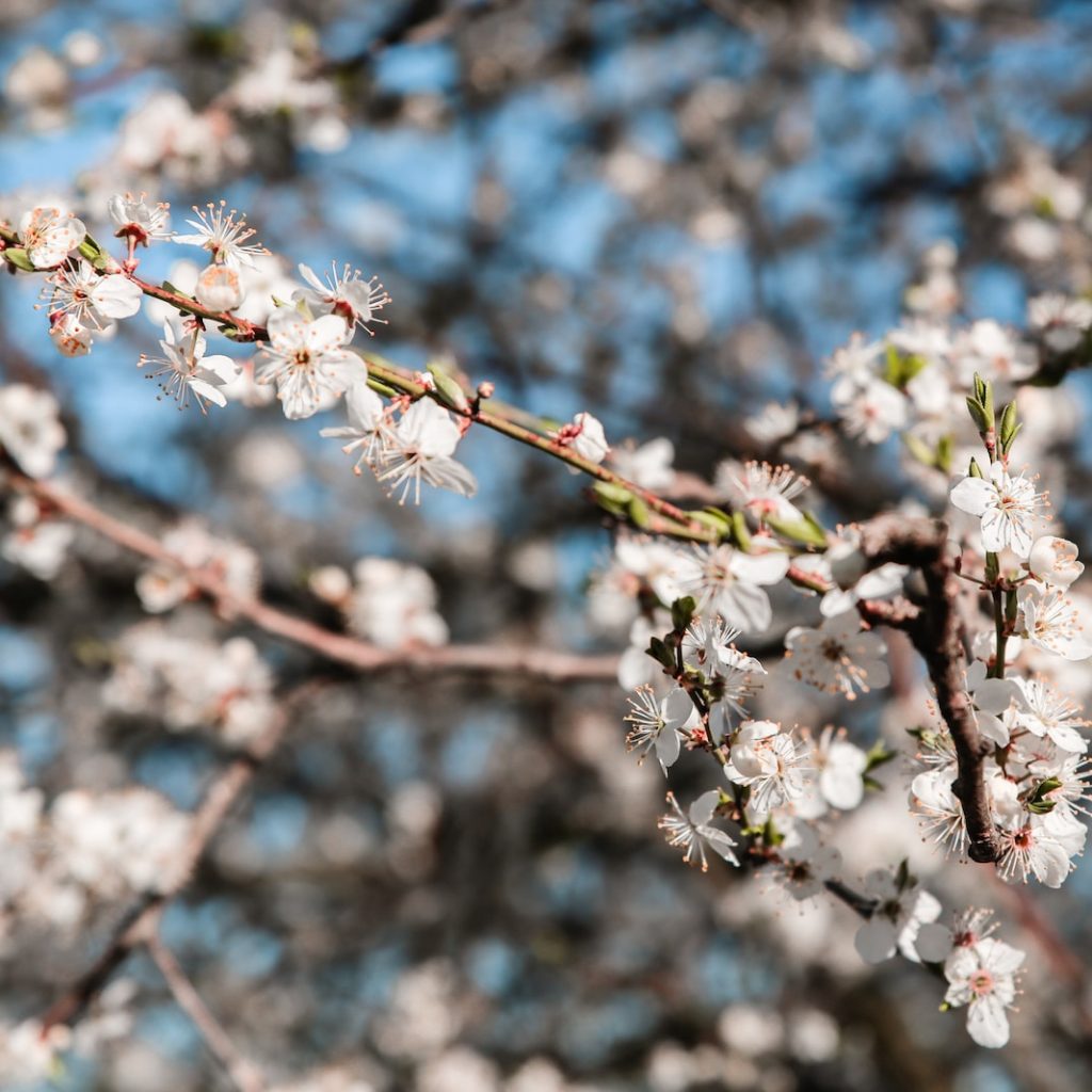 white cherry blossom in close up photography