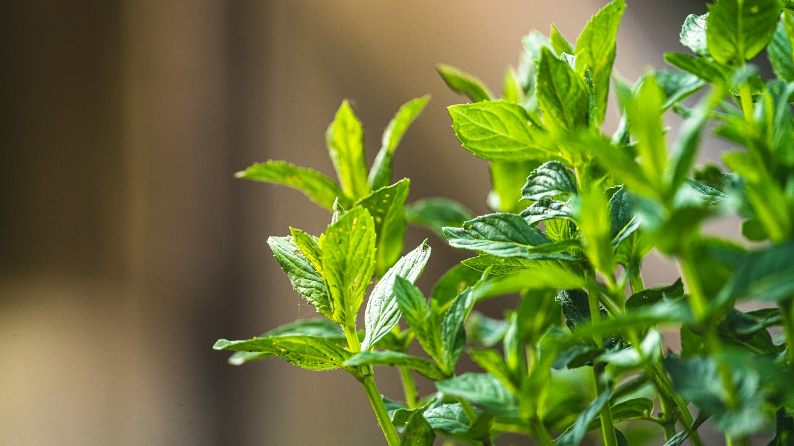 green plant in tilt shift lens