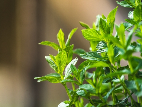 green plant in tilt shift lens