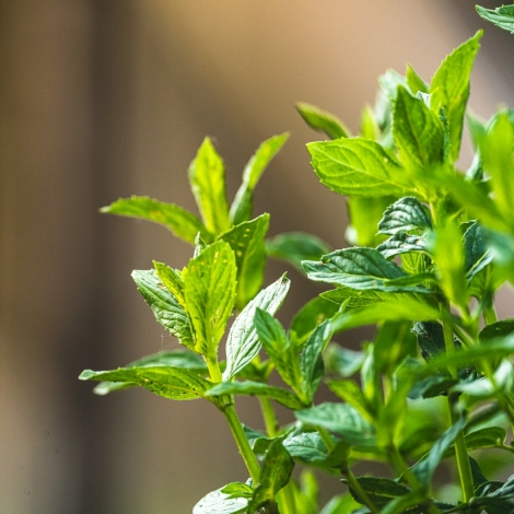 green plant in tilt shift lens